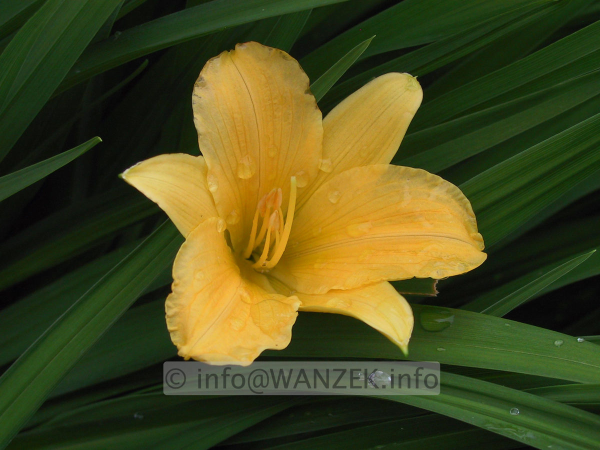 Hemerocallis Stella d' Oro - Bluetenmacro.JPG